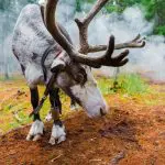 Aoluguya Reindeer Village at Inner Mongolia