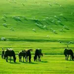 Hulunbuir Grassland at Inner Mongolia