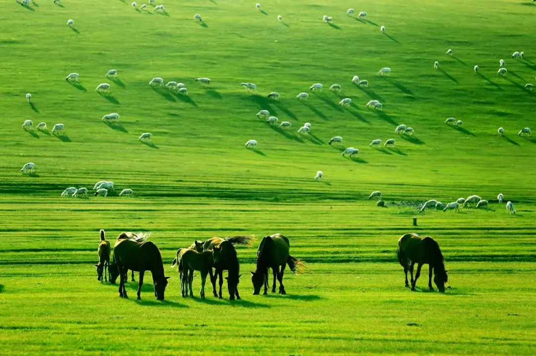 Hulunbuir Grassland at Inner Mongolia