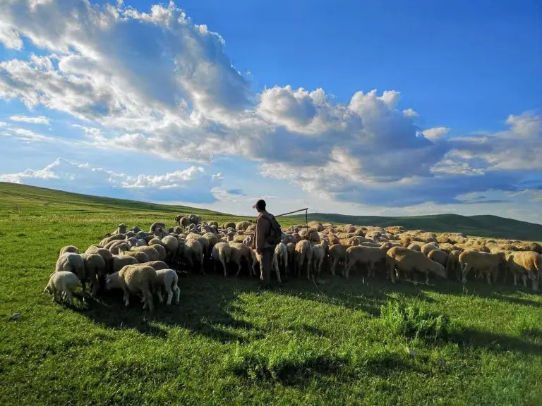 Nomad Herders on Huitengxile Grasslands