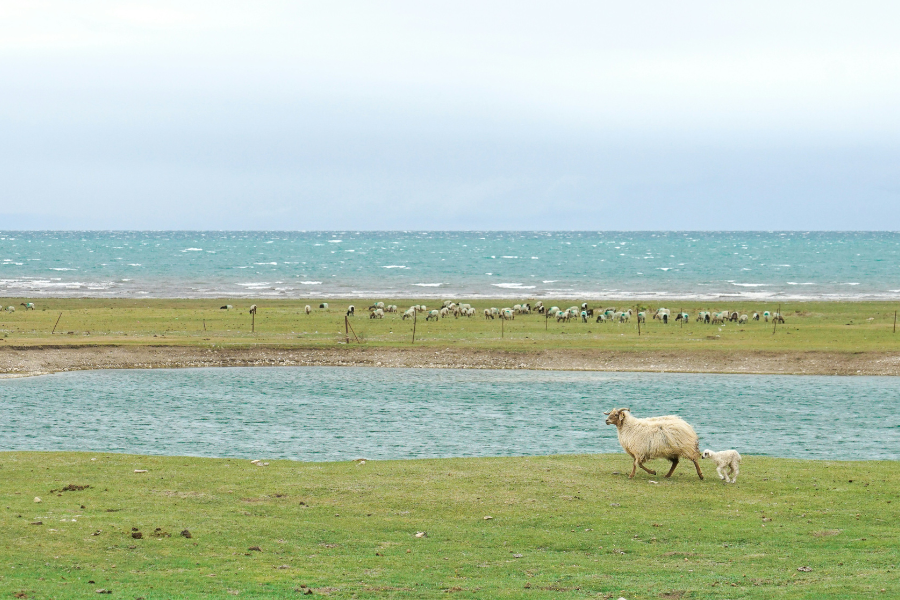Qinghai Lake
