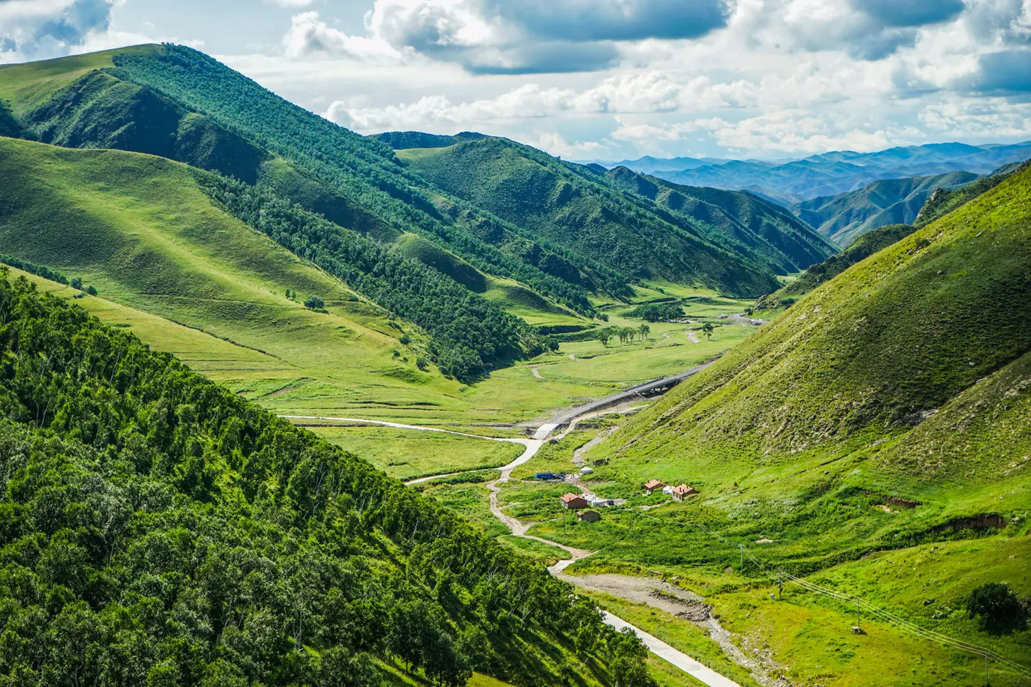 Yellow Flowers Valley