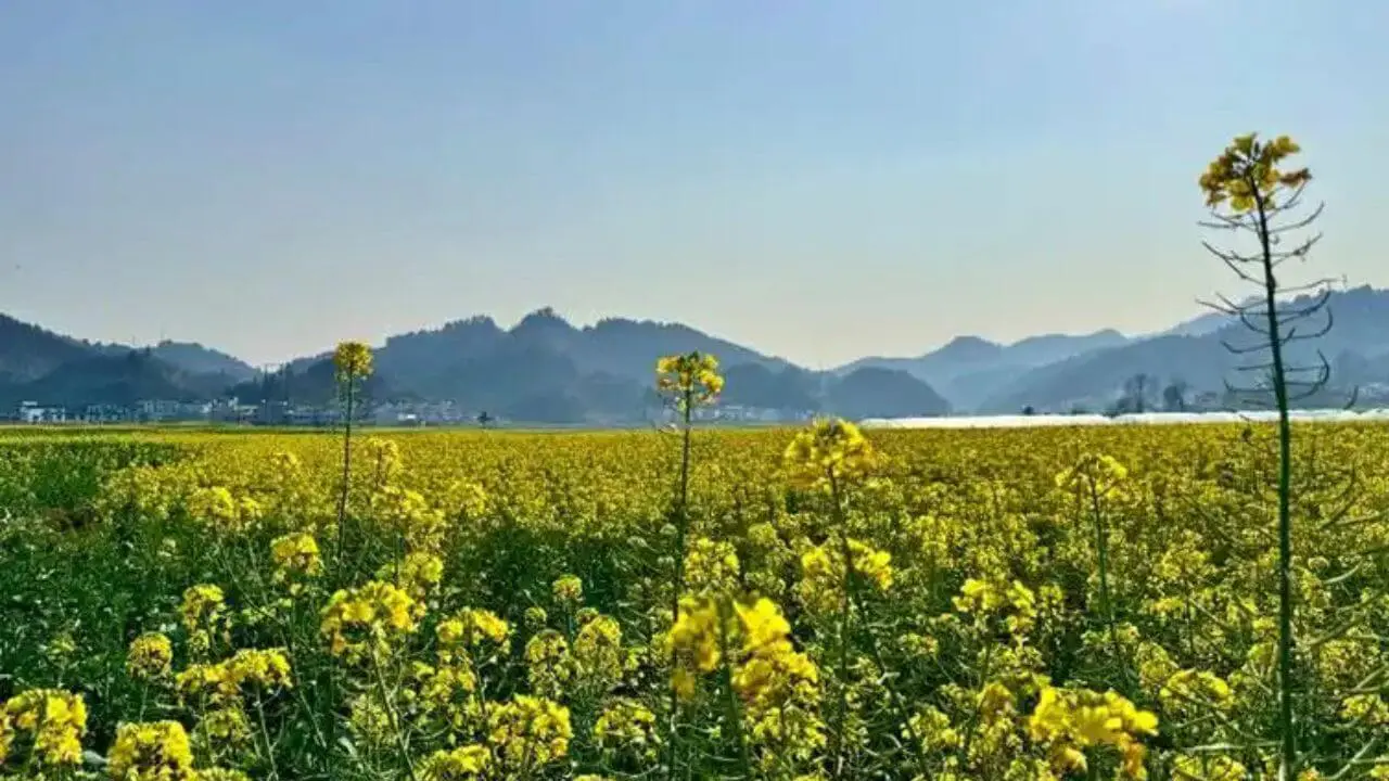 Canola Flower Fields
