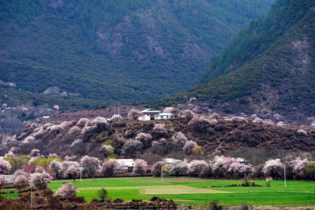 Nyingchi Peach flowers blooming