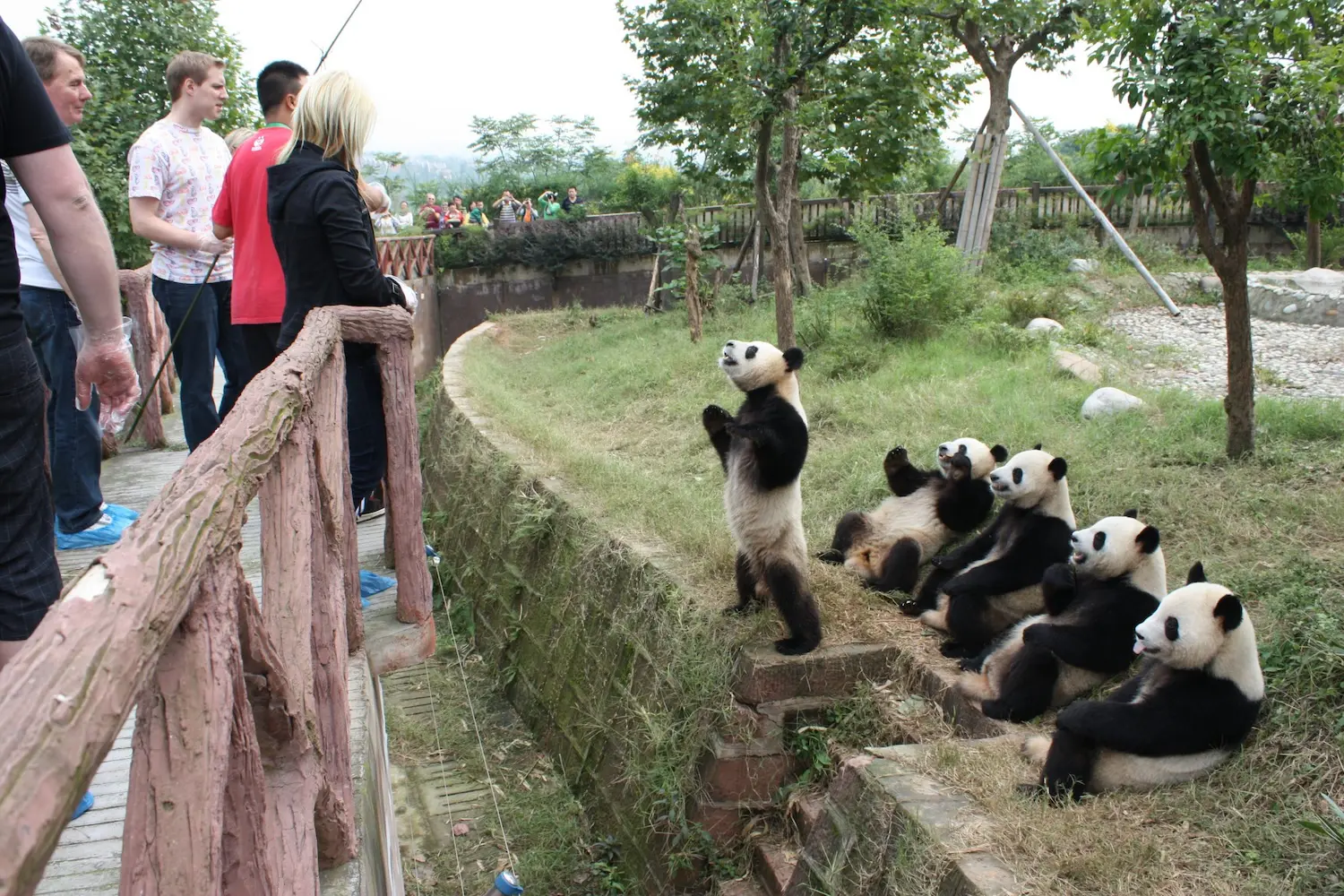 Visitors Watching Pandas at Chengdu Research Base