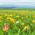 Narat-grassland-Flower-Sea