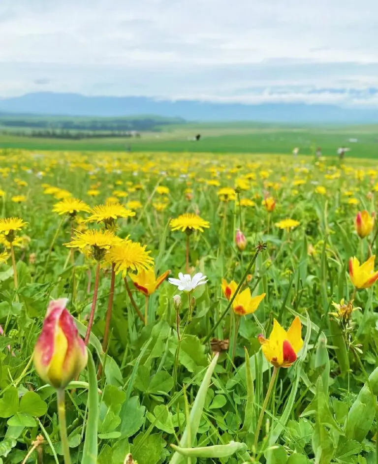 Narat-grassland-Flower-Sea