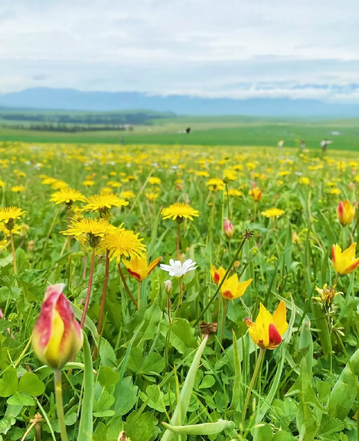 Narat-grassland-Flower-Sea