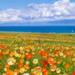 blooming-flowers-Sayram-Lake-in-June