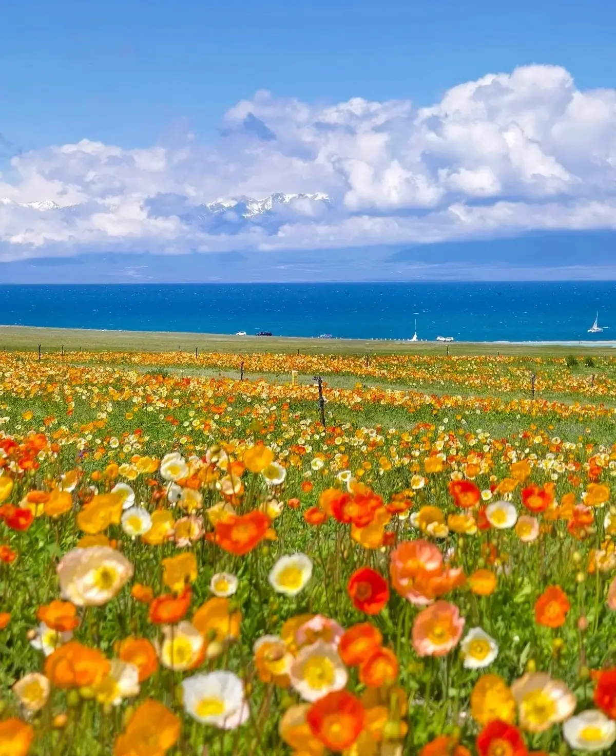 blooming-flowers-Sayram-Lake-in-June
