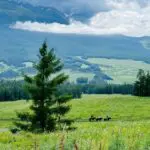 kanas-lake-in-summer