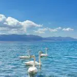 white-swans-Sayram-Lake
