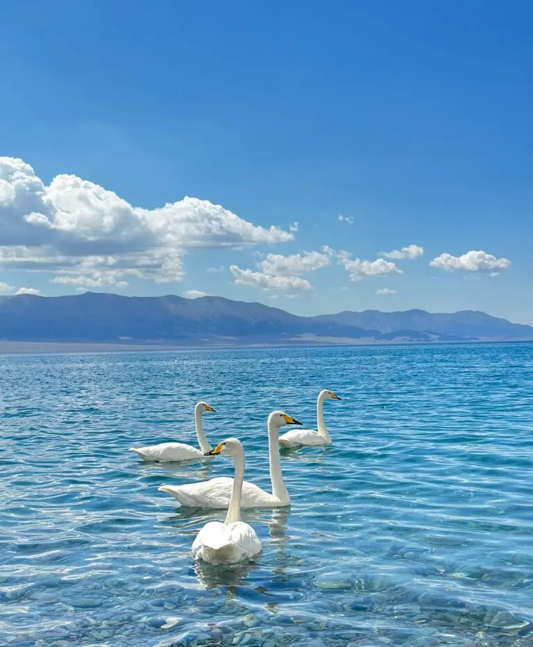 white-swans-Sayram-Lake