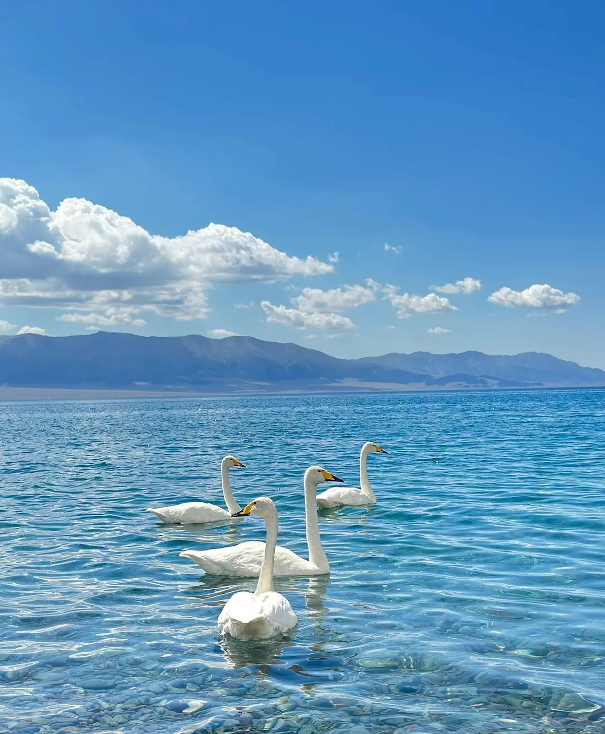 white-swans-Sayram-Lake
