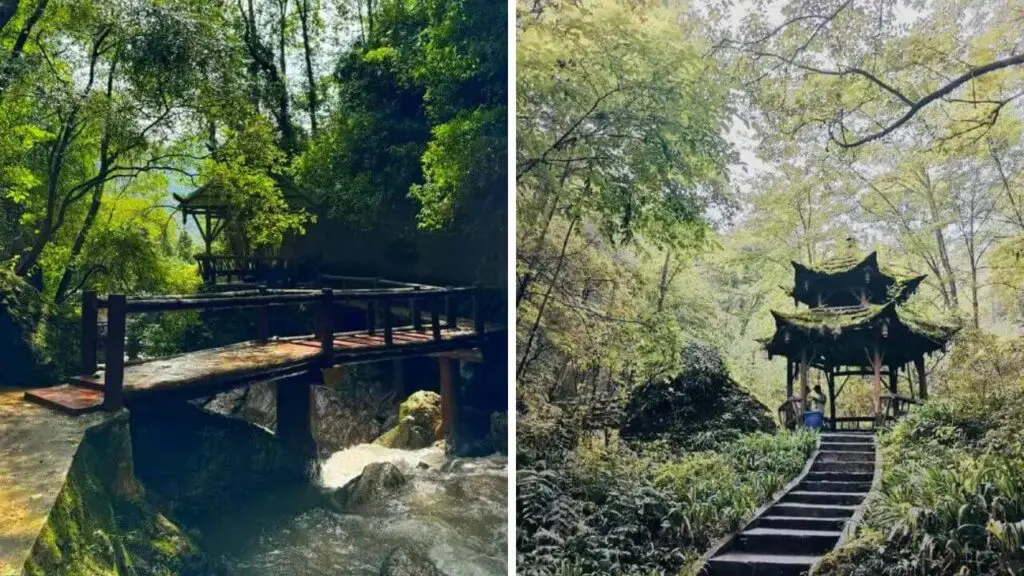Misty Forest of Qingcheng Back Mountain