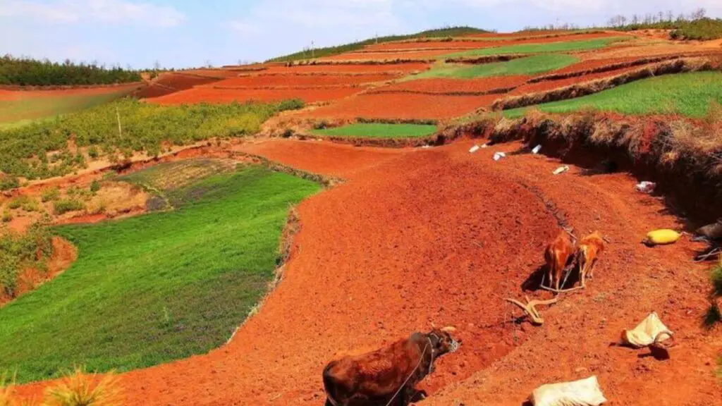 Dongchuan Red Land in autumn