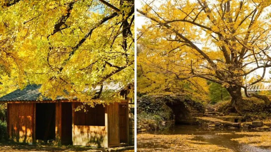 Ginkgo Trees in Tengchong in November