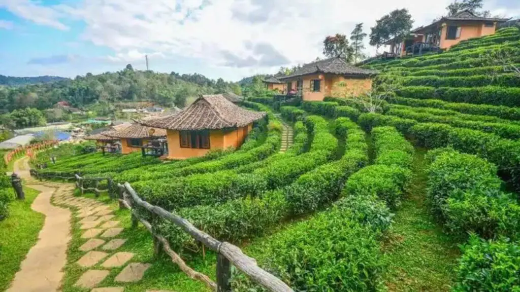 Jingmai Ancient Tea Forest