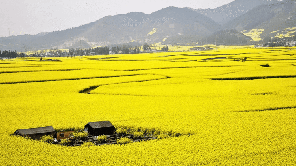 Luoping Canola Fields