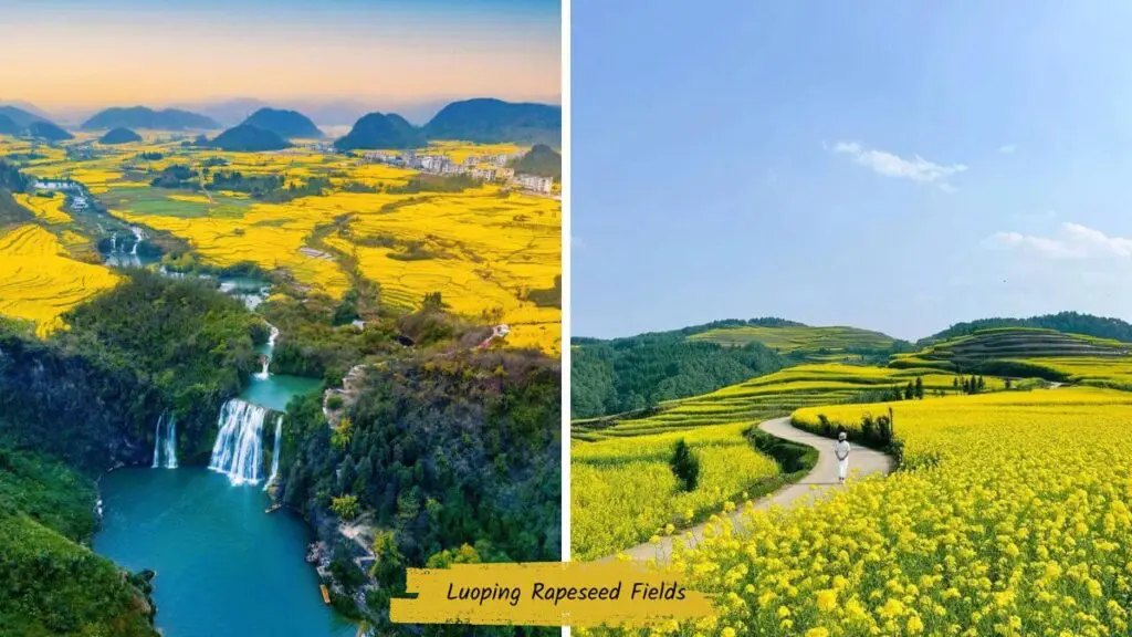 Luoping Rapeseed Fields