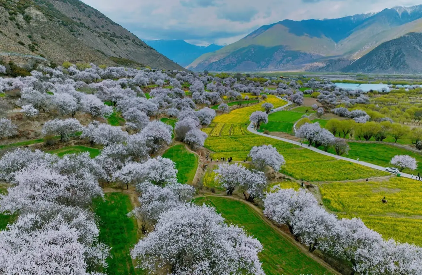 Duodang-Village-peach-blossoms-Nyingchi