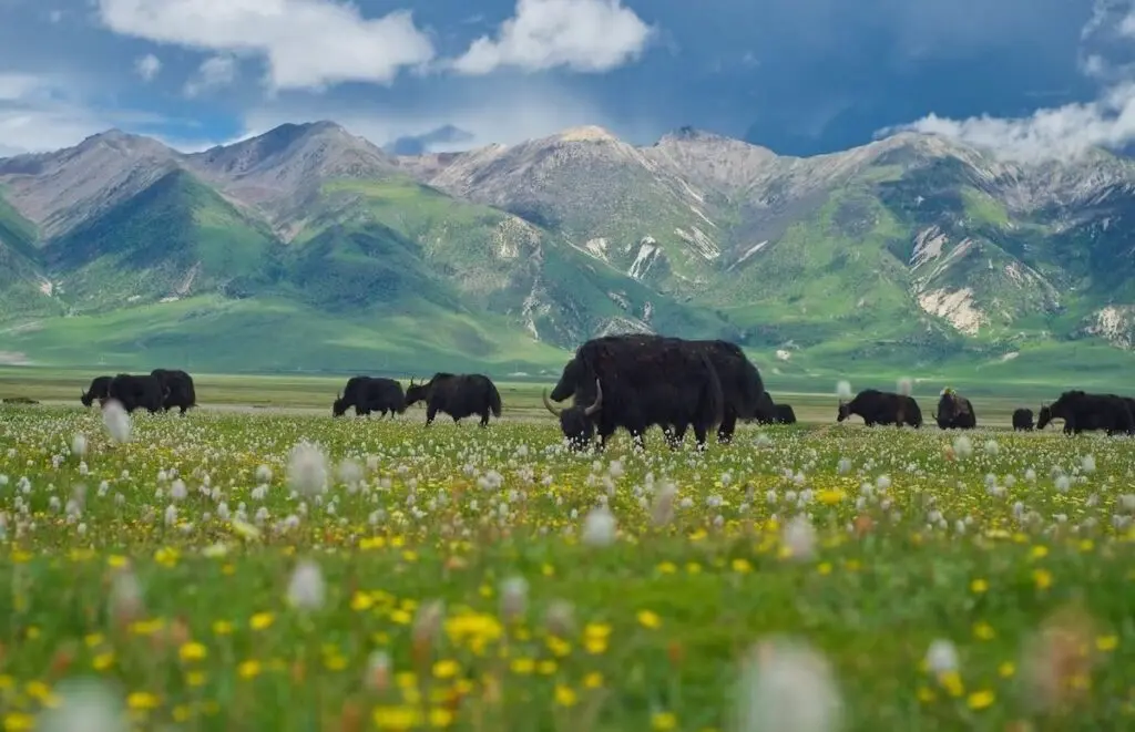 Vast Maoya Grassland near Litang on the Sichuan–Tibet Highway (G318), Kham Tibetan region