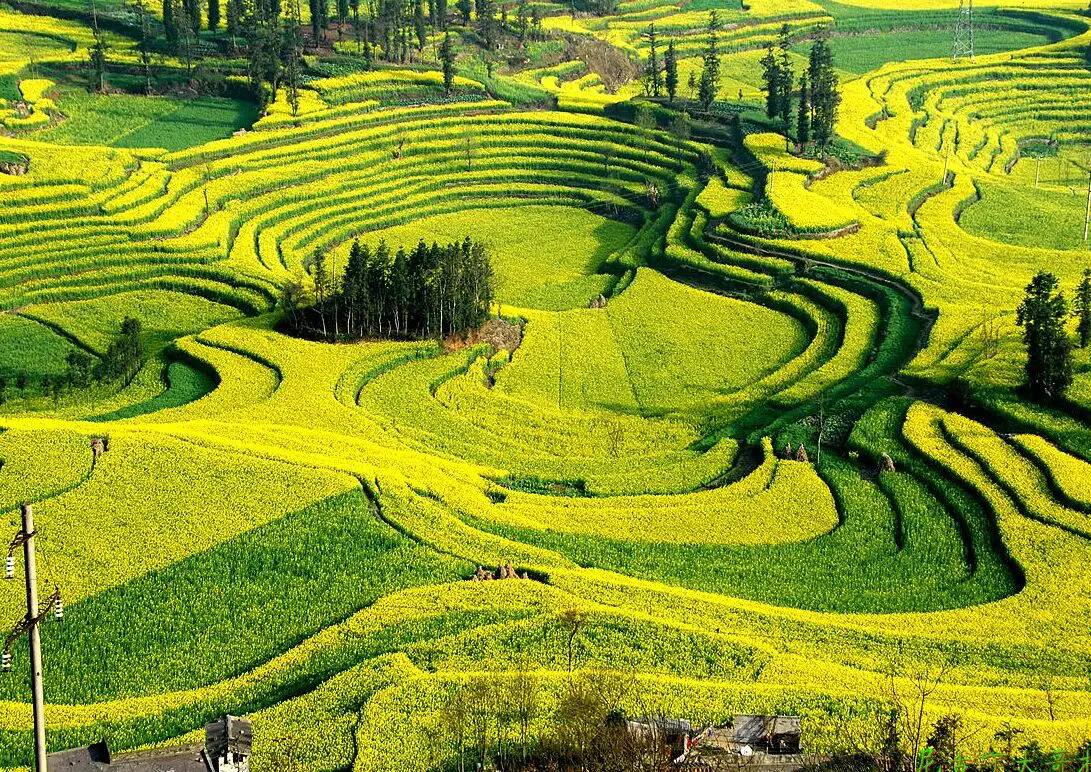 Spring Yunnan Luoping Luoshitian flower terraces