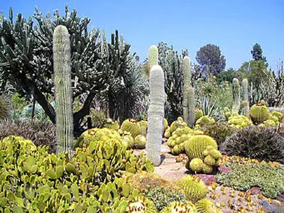 Desert Botanical Garden