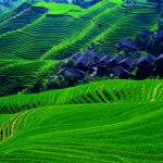 Longji Rice Terraces Spring Landscape Guilin