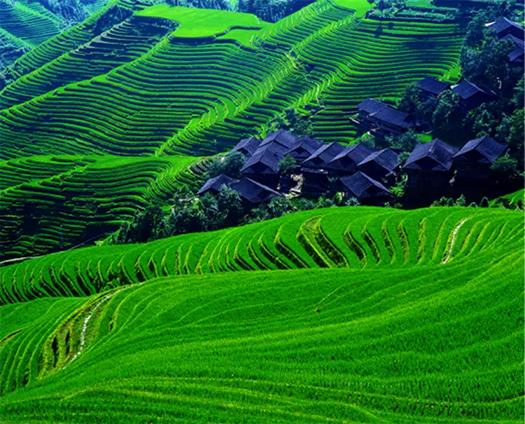 Longji Rice Terraces Spring Landscape Guilin