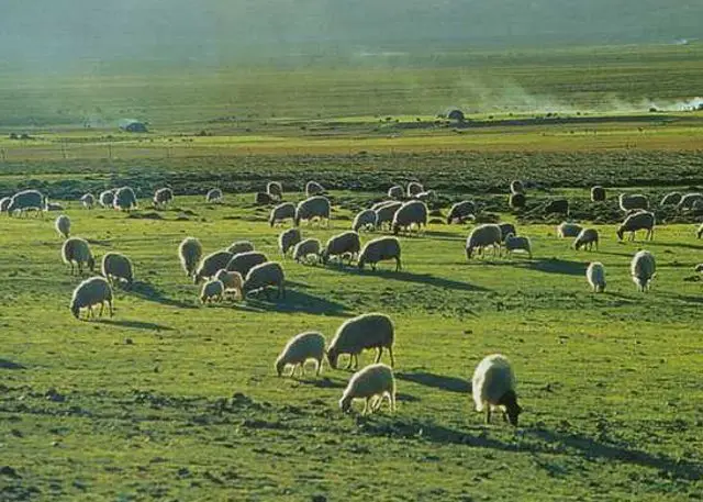 Changtang Grassland
