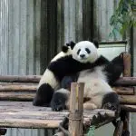 Giant Pandas Playing on This Silk Road Tour