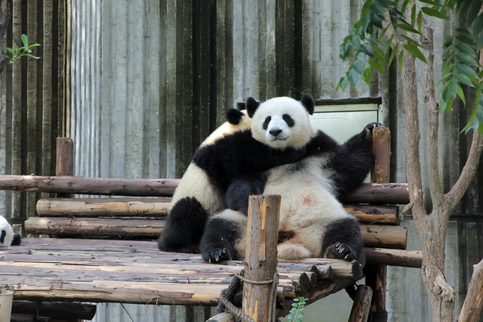 Giant Pandas Playing on This Silk Road Tour