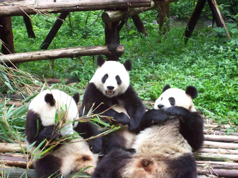 Chengdu Panda Base and Jinsha Museum tour