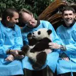 Chengdu Panda Tour – Volunteering at Dujiangyan (Wolong) Panda Base