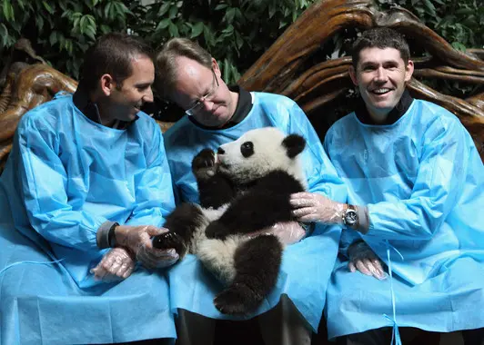 Chengdu Panda Tour – Volunteering at Dujiangyan (Wolong) Panda Base