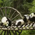 Chengdu Panda Breeding and Research Center