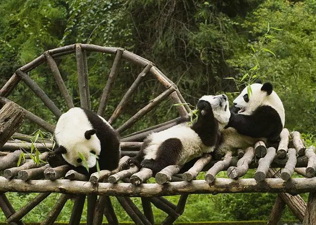 Panda Volunteering Tours