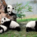 Lovely Panda Bears in Chengdu