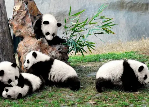 Lovely Panda Bears in Chengdu