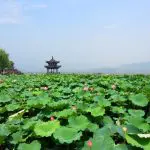 Summer West Lake in Hangzhou China