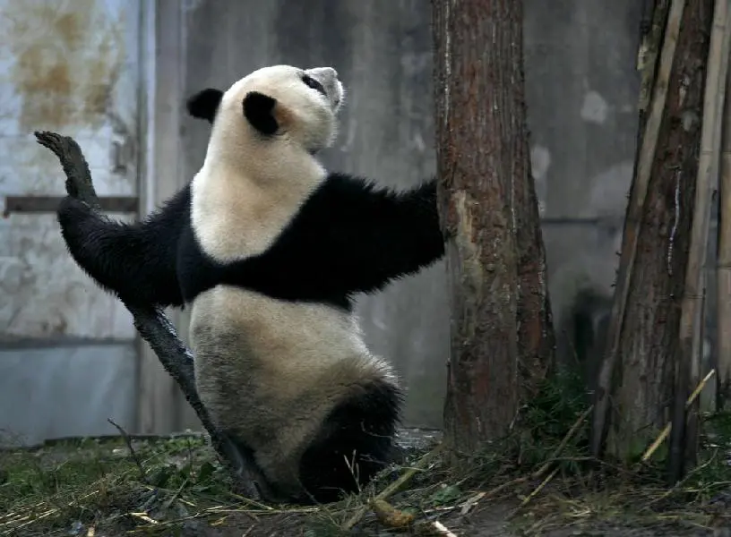 Chengdu Panda Breeding and Research Center