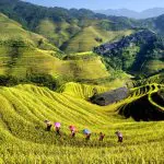Longji Rice Terrace in Autumn