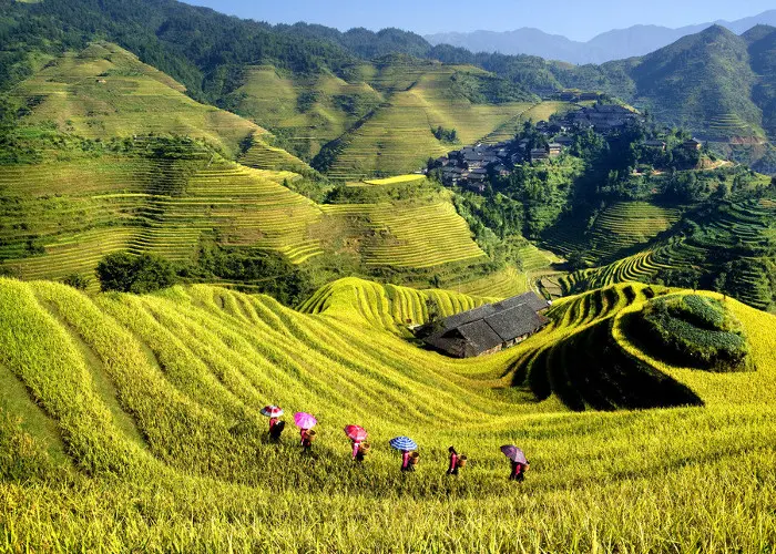 Longji Rice Terrace in Autumn