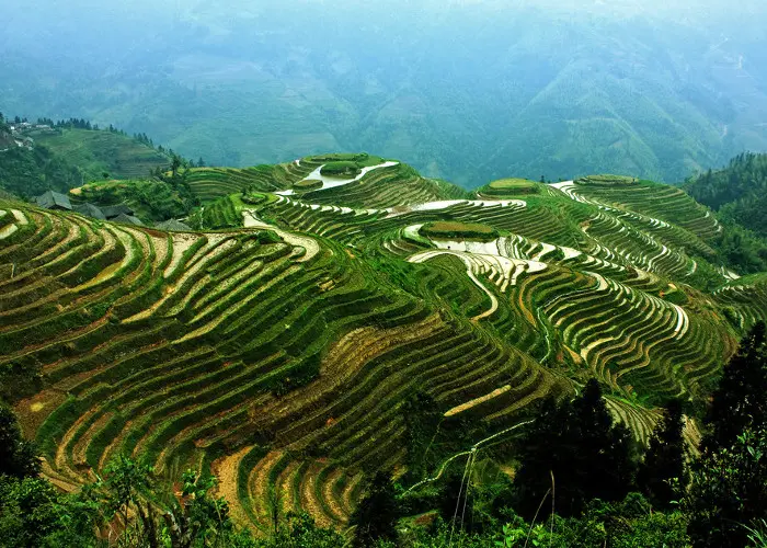 Clients at Longji rice terrace Guilin