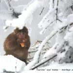 Mount Emei in-depth tour