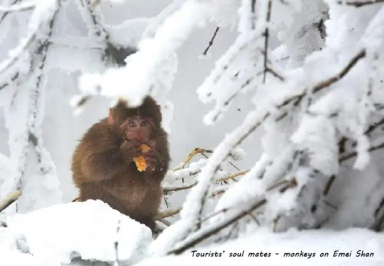 Mount Emei in-depth tour