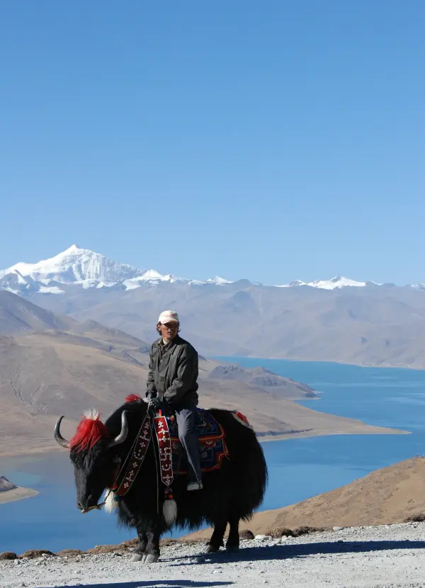 Yak ride at Yamdrok-tso Lake