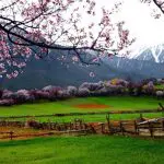 Peach Blossom in Nyingchi
