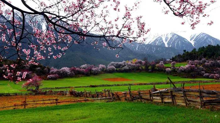 Peach Blossom in Nyingchi